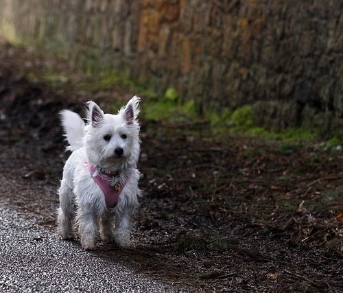 Westie on a road