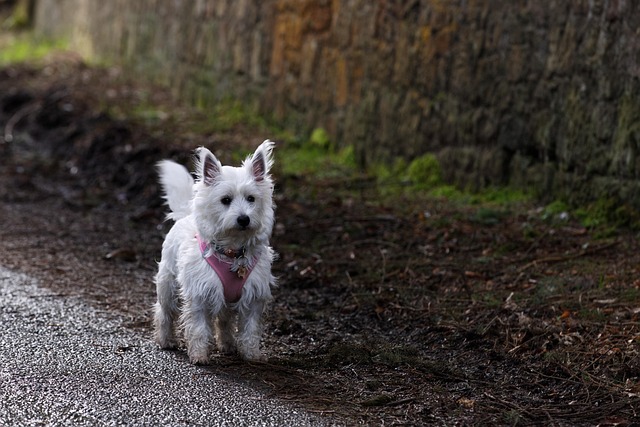 Westie on a road