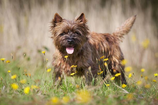 Purebred dog outdoors on a sunny summer day.
