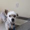 Chester (C-1021) AZ