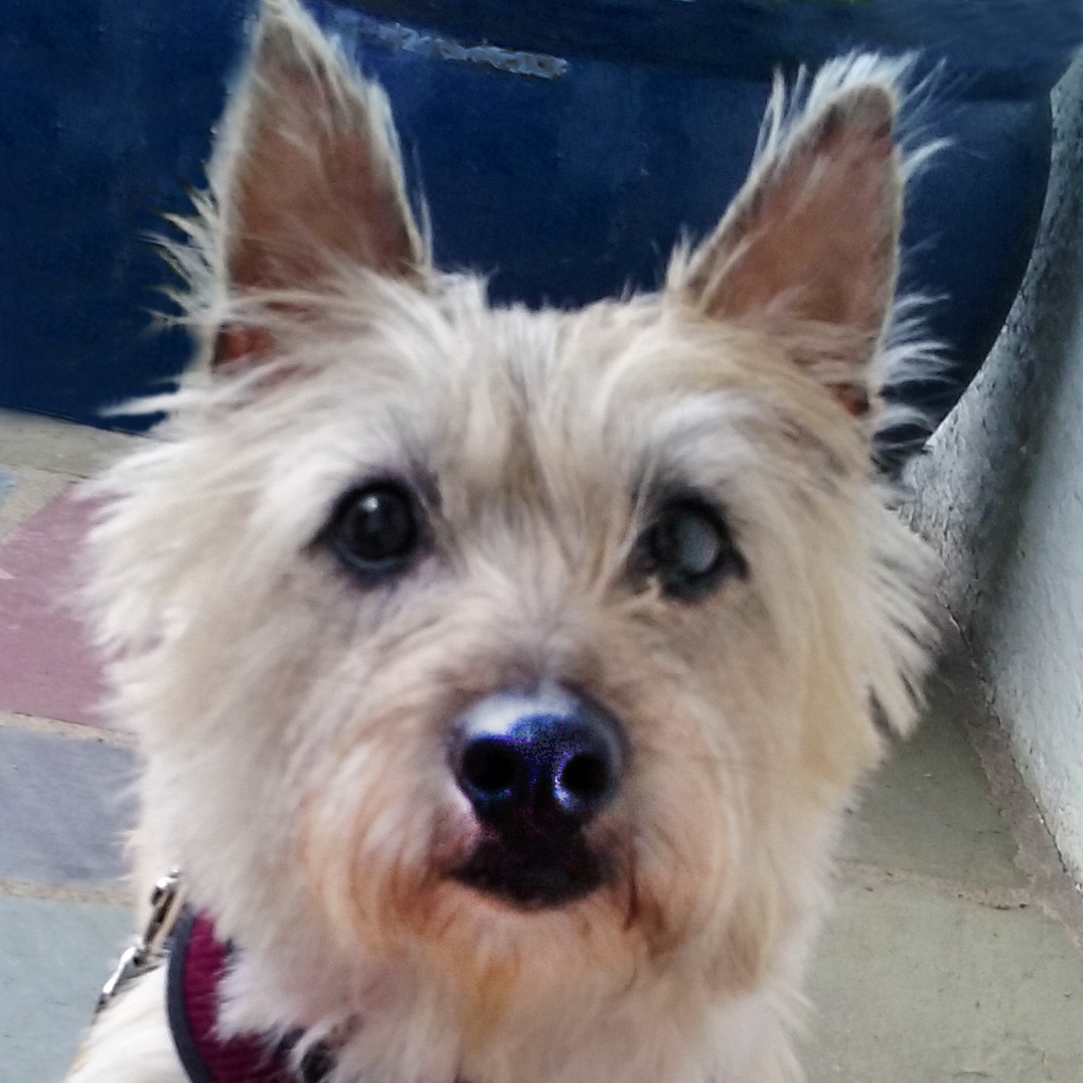 Ready to adopt page - Lulu
